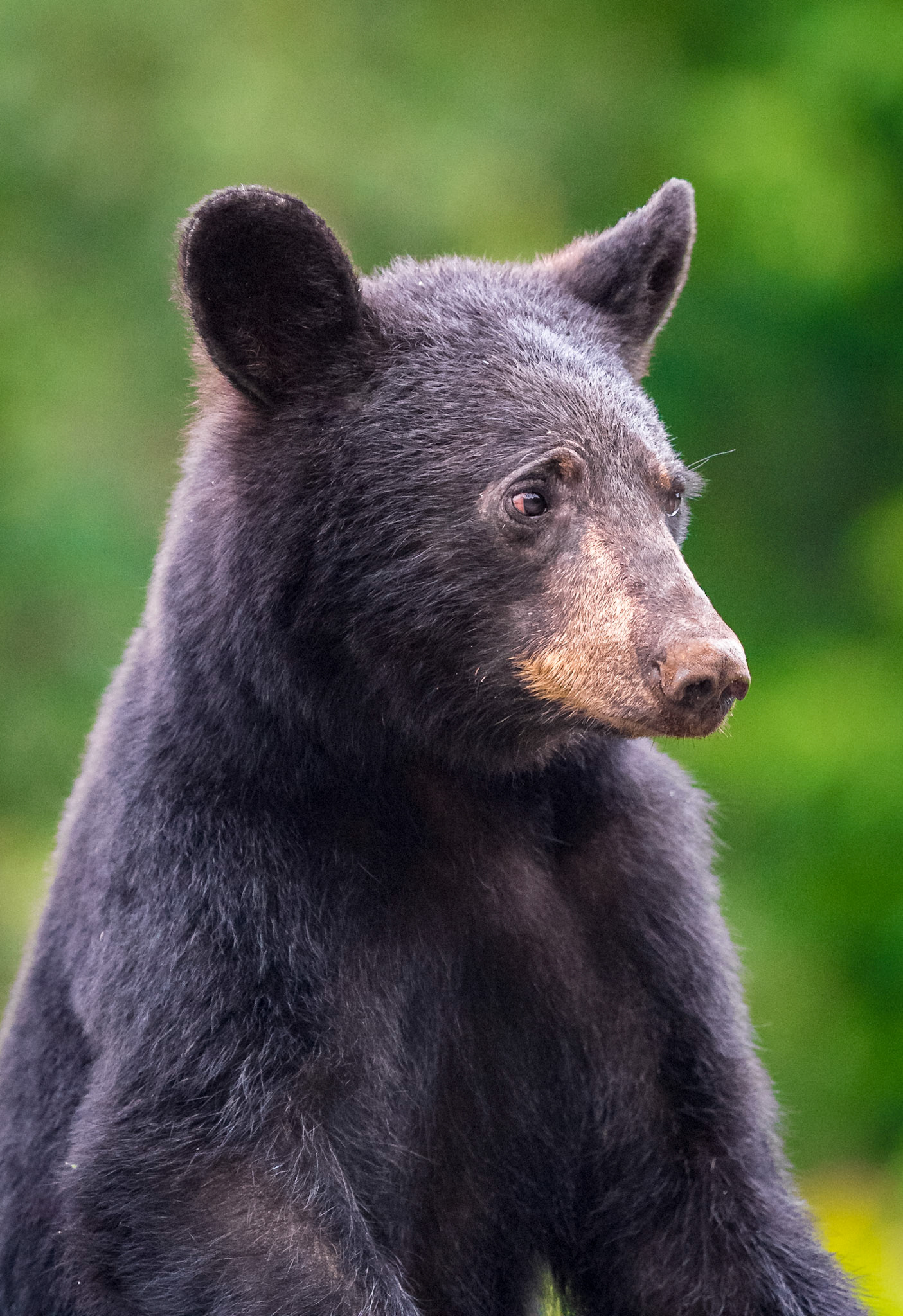 Black Bear