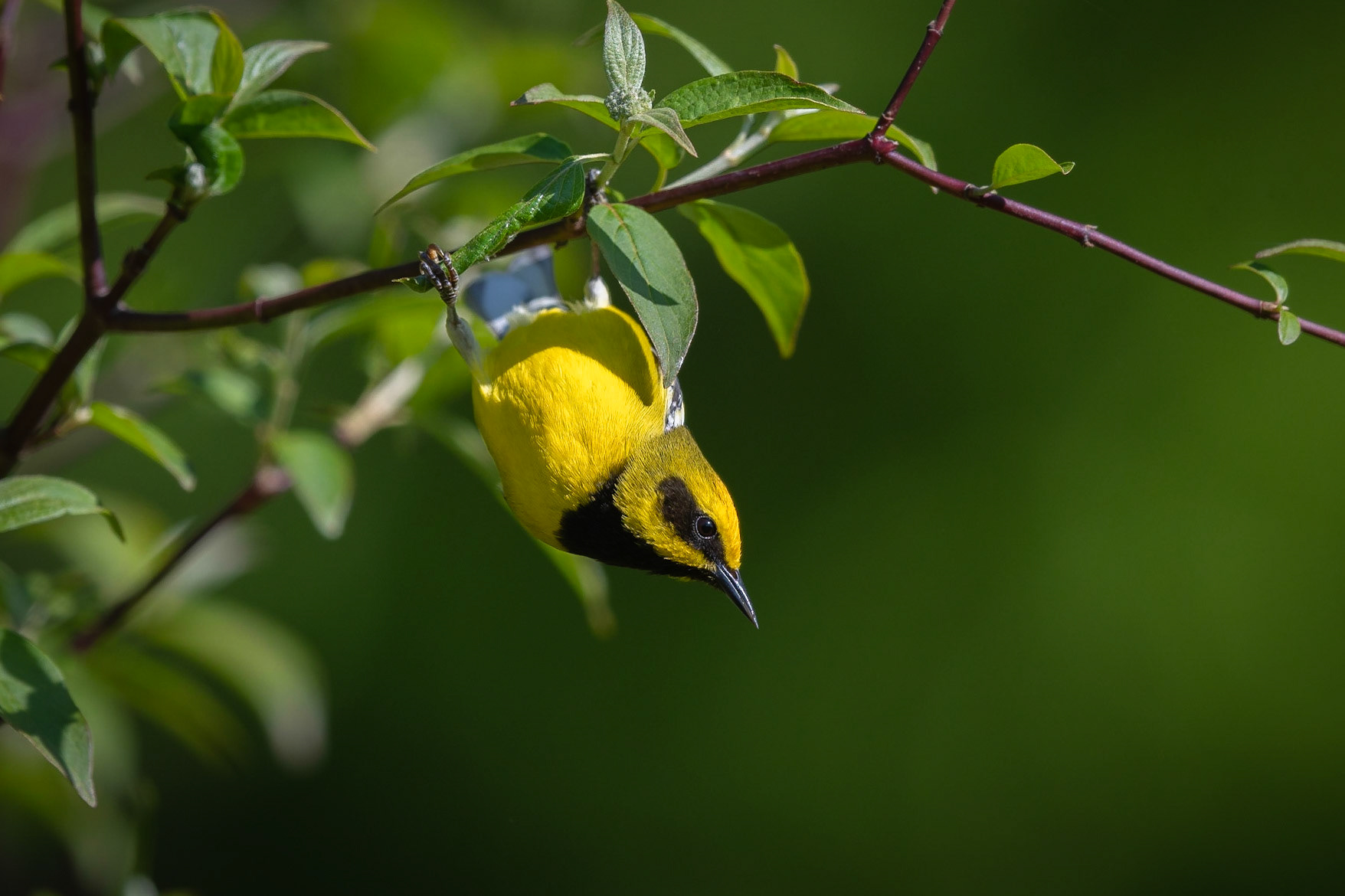 Lawrence's Warbler