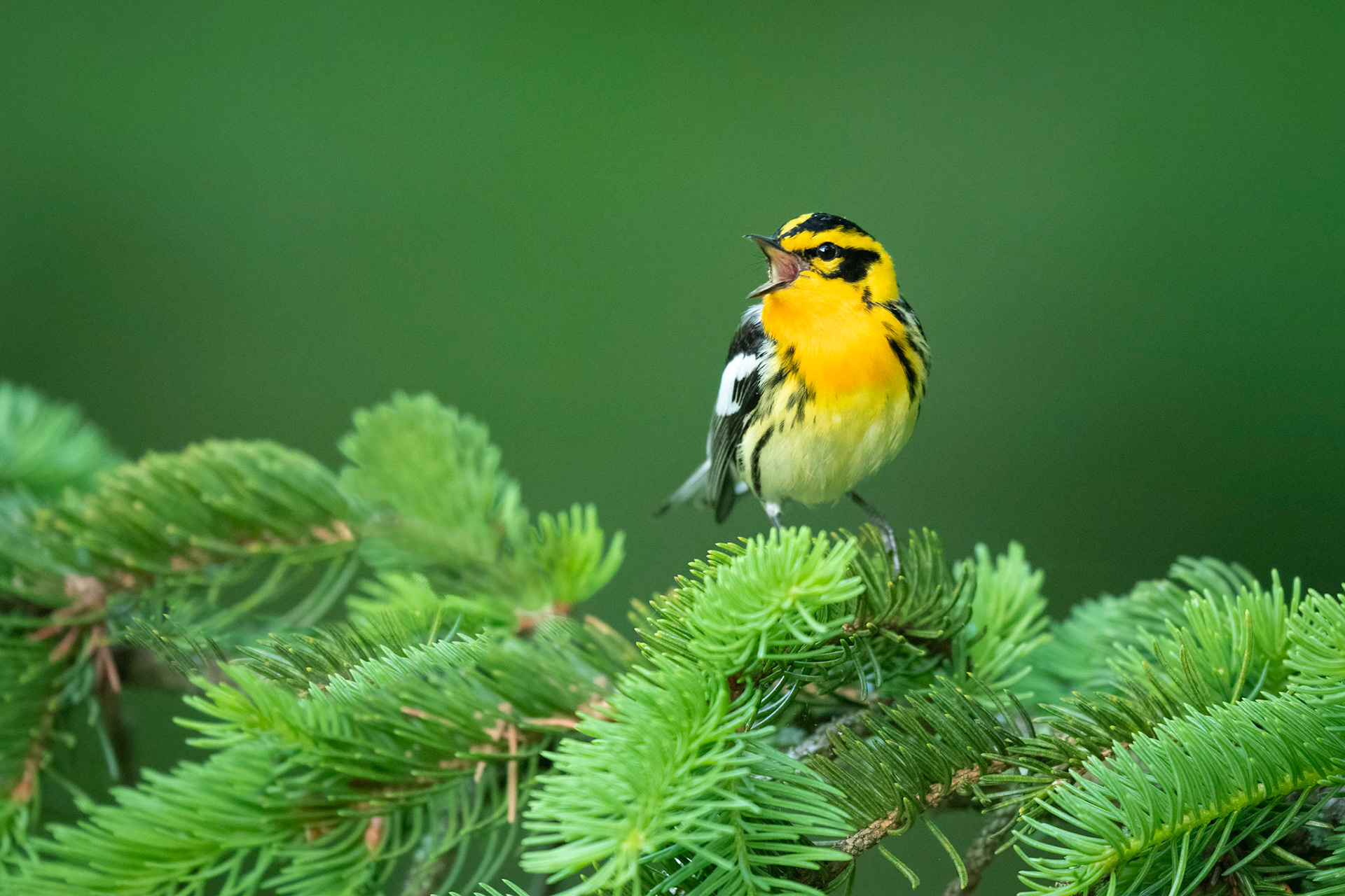 Blackburnian Warbler