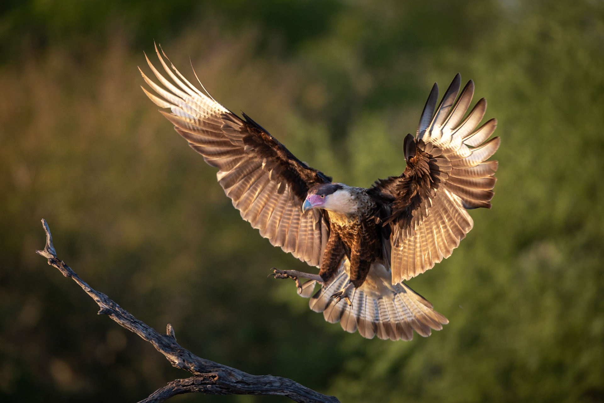 Crested Caracara