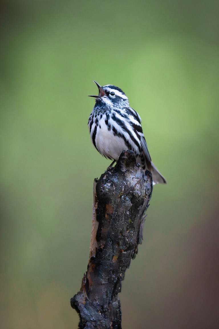 Black and White Warbler