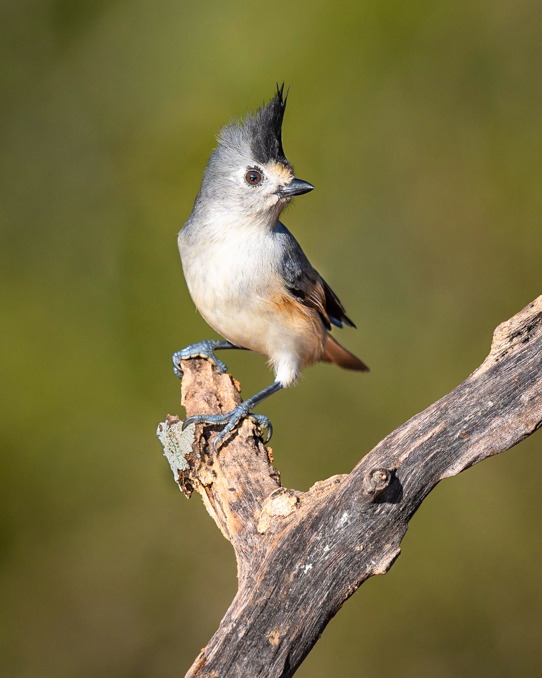 Black-crested Titmouse