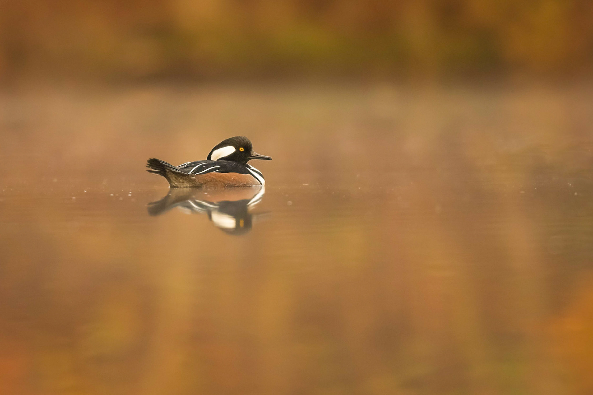 Hooded Merganser