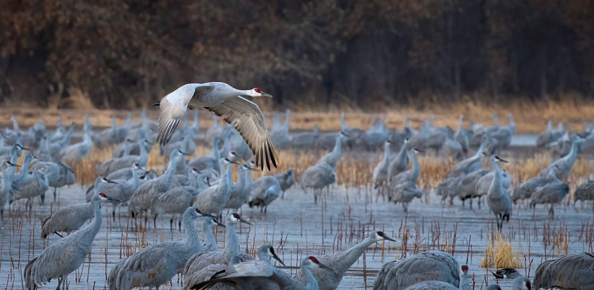 Sandhill Cranes