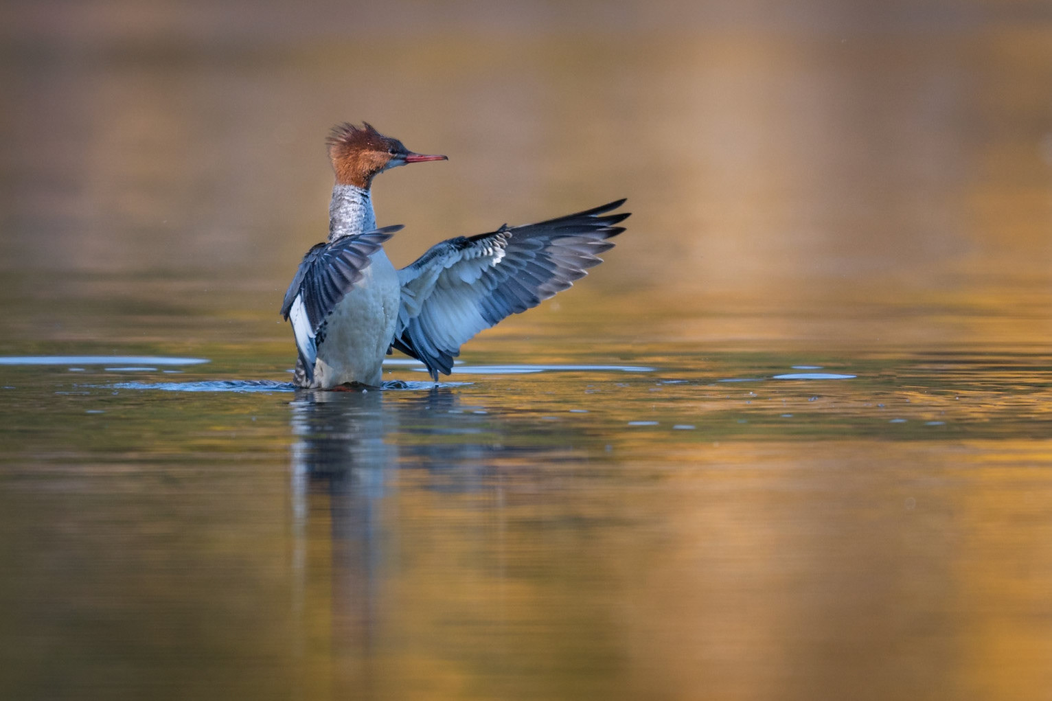 Common Merganser