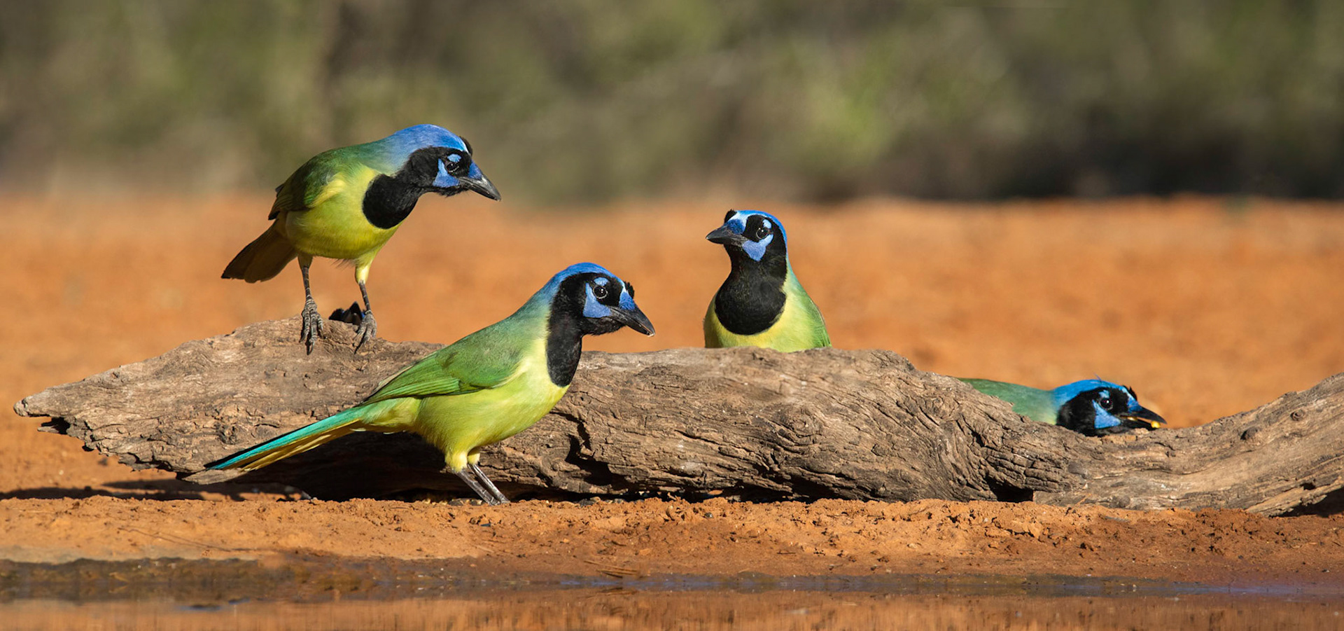 Green Jay