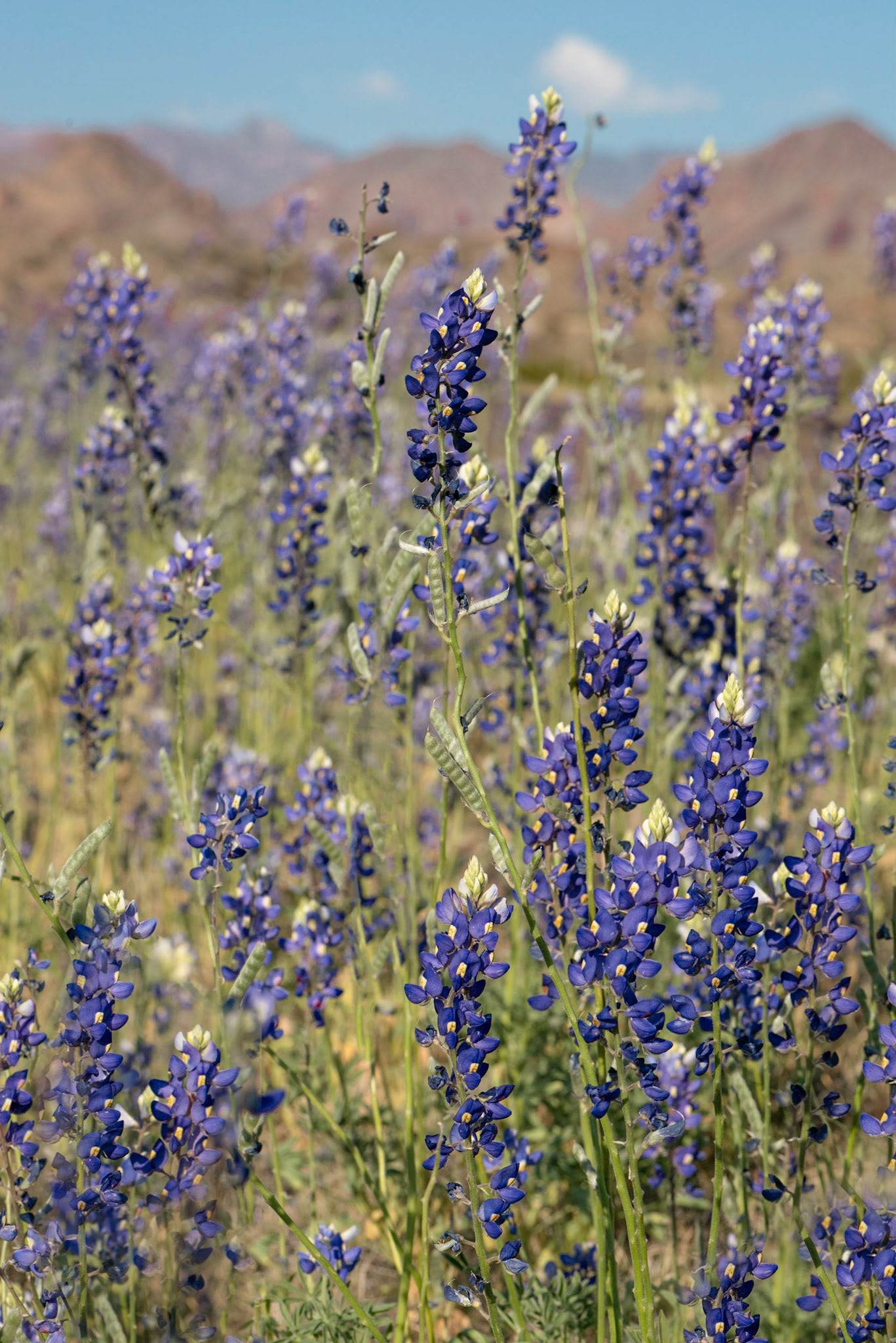Big Bend Bluebonnet