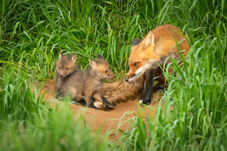 Vixen and kits