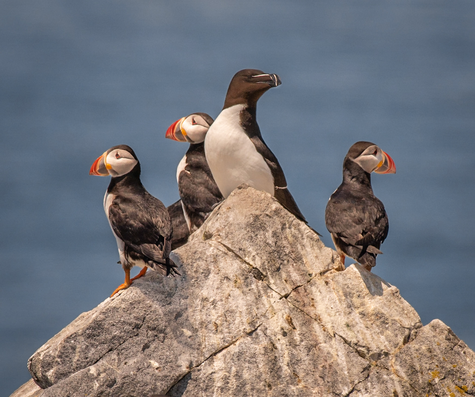 Atlantic Puffins, Razorbill