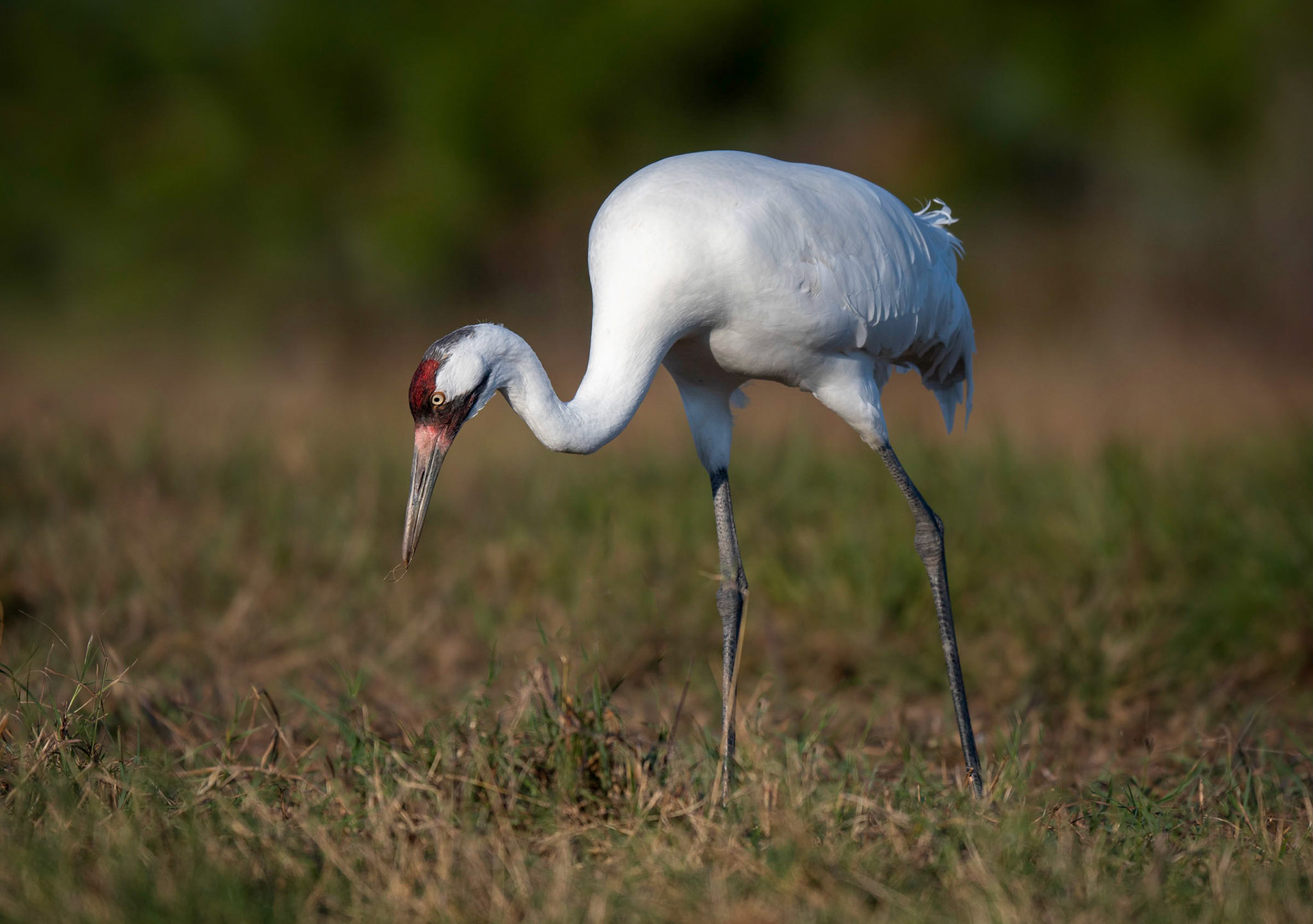 Whooping Crane
