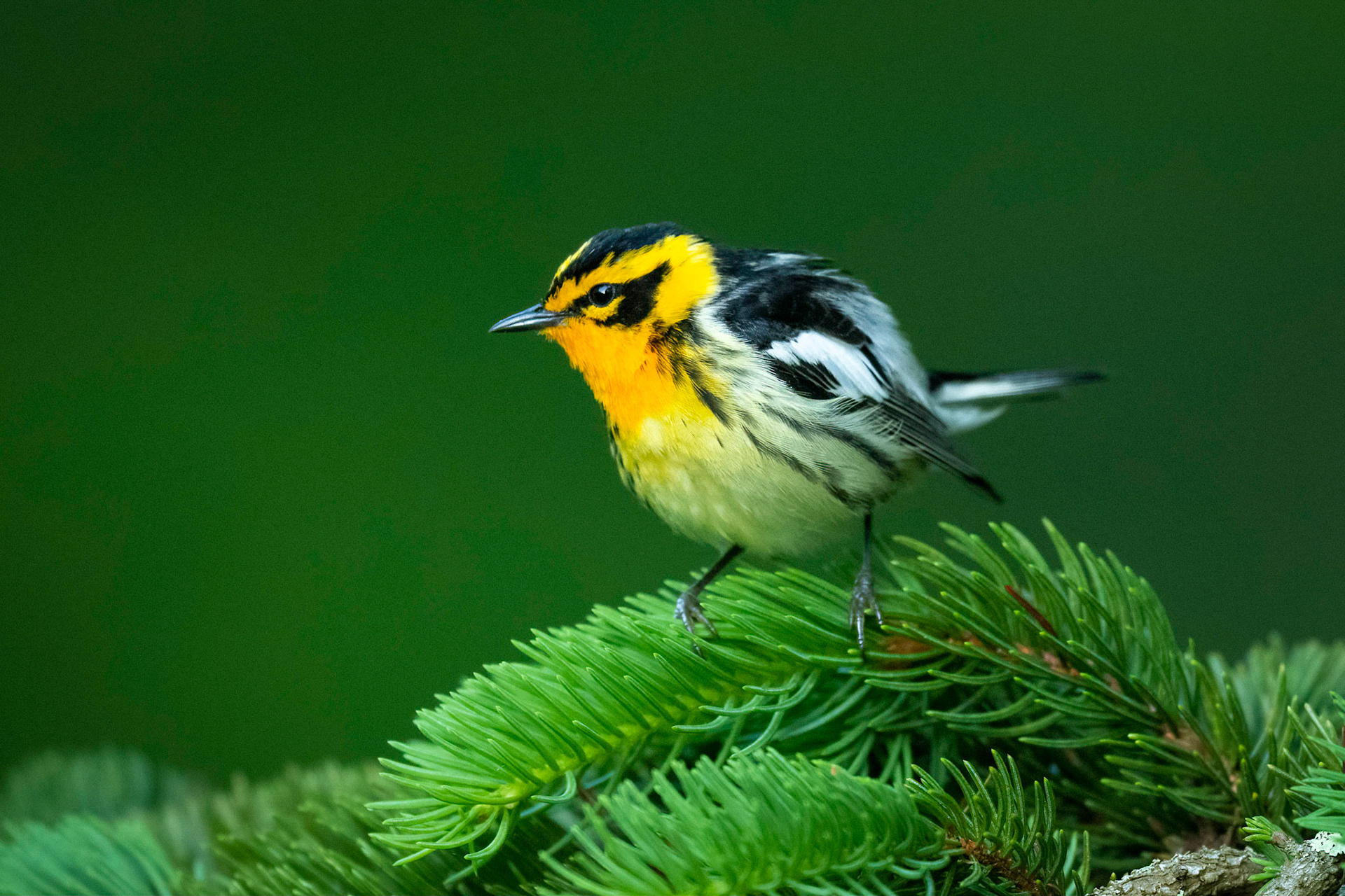 Blackburnian Warbler