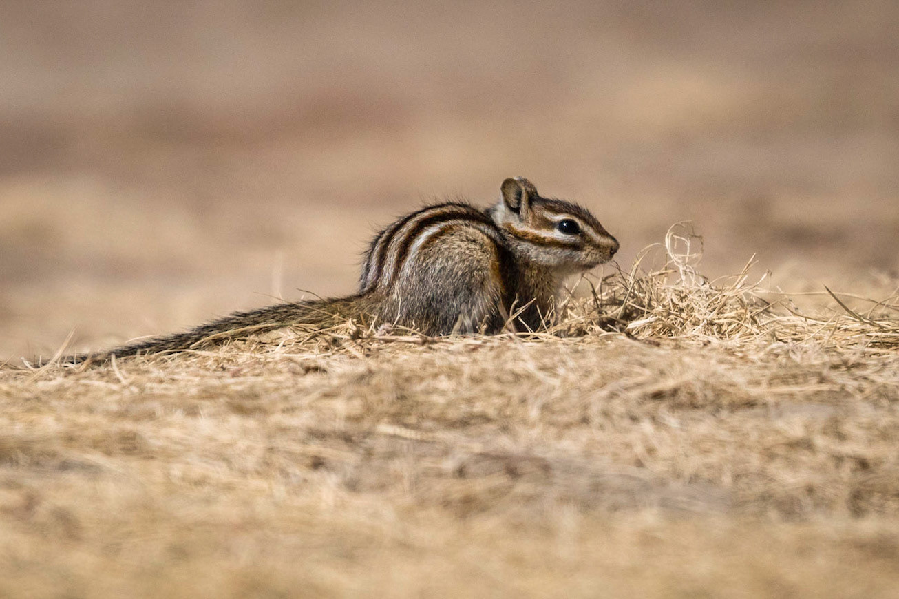 Least Chipmunk