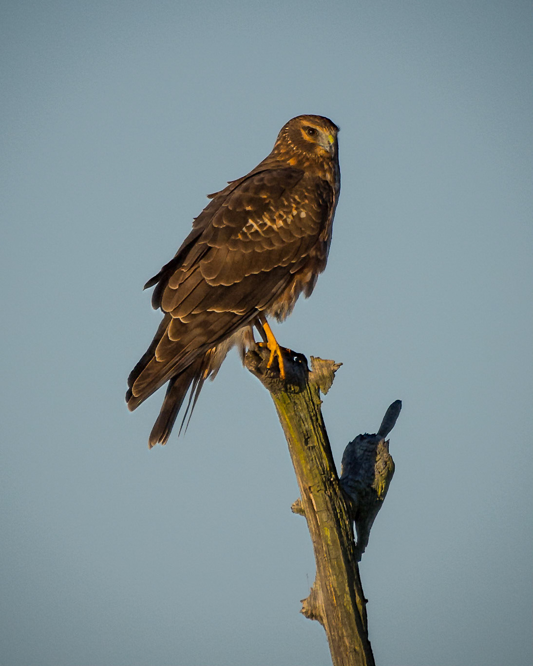 Northern Harrier - female