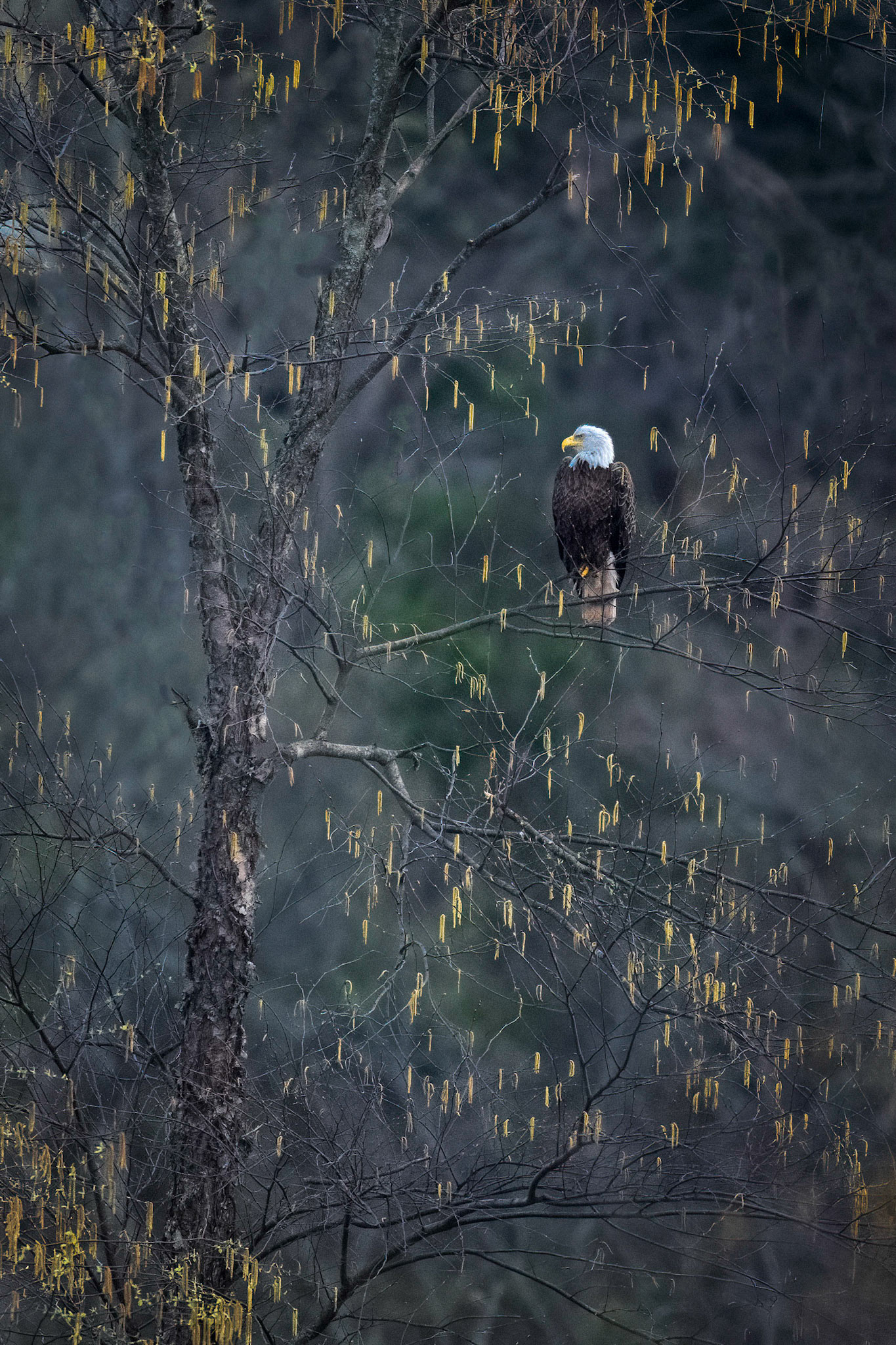 Bald Eagle