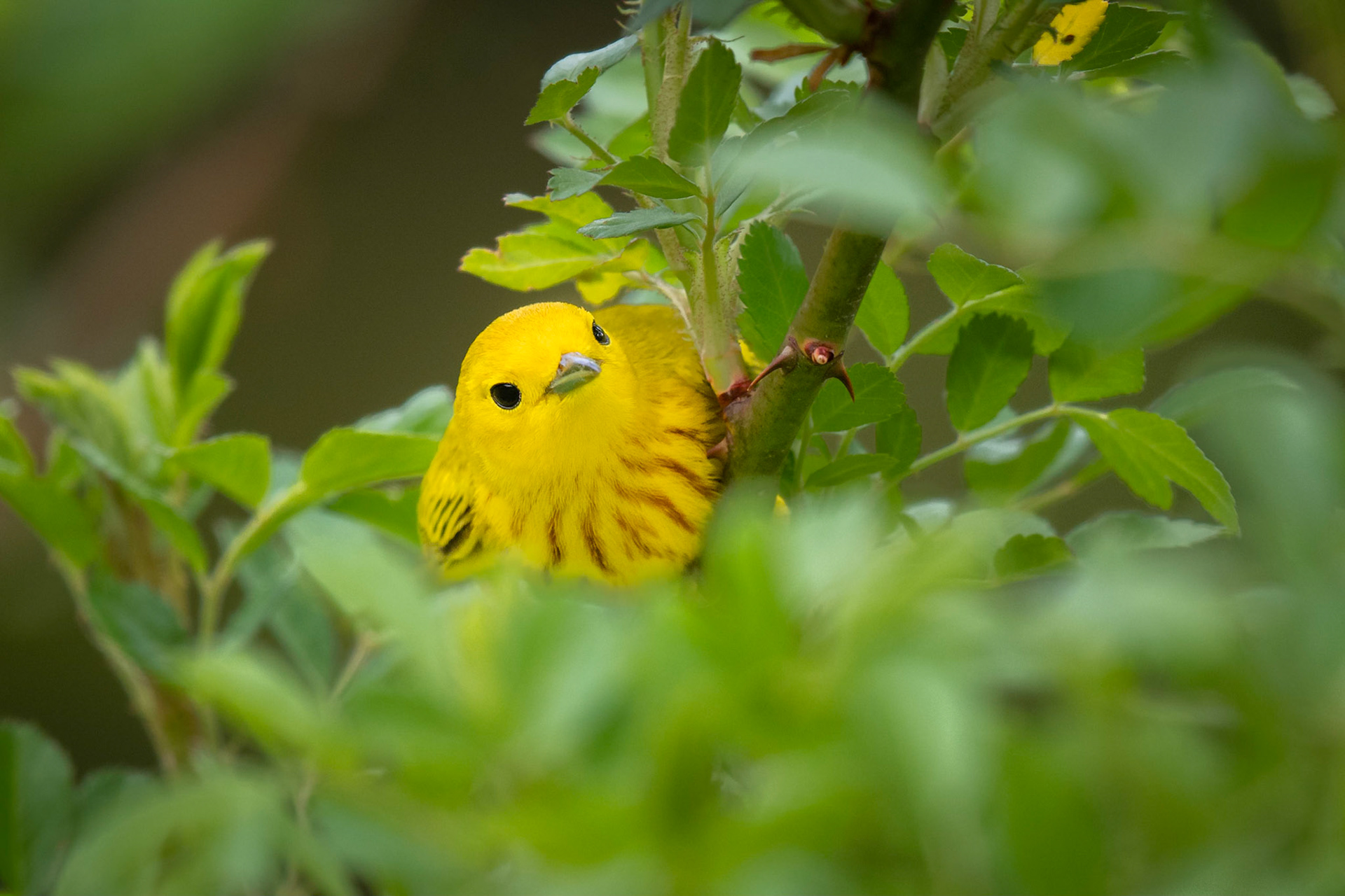 Yellow Warbler