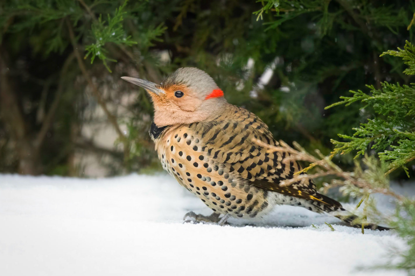 Northern flicker - female
