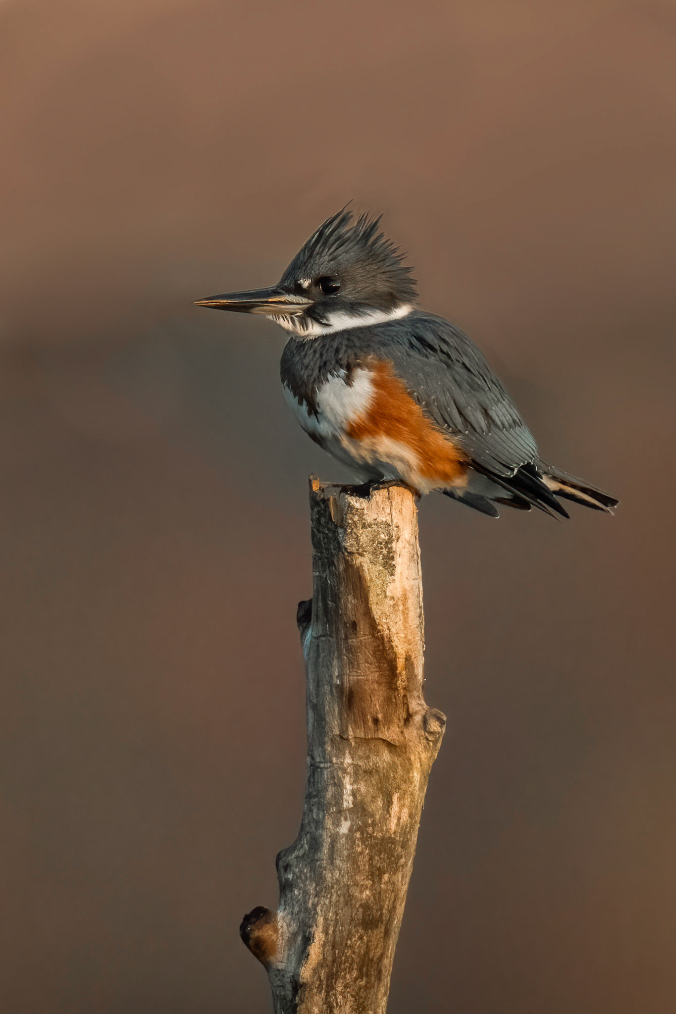 Kingfisher