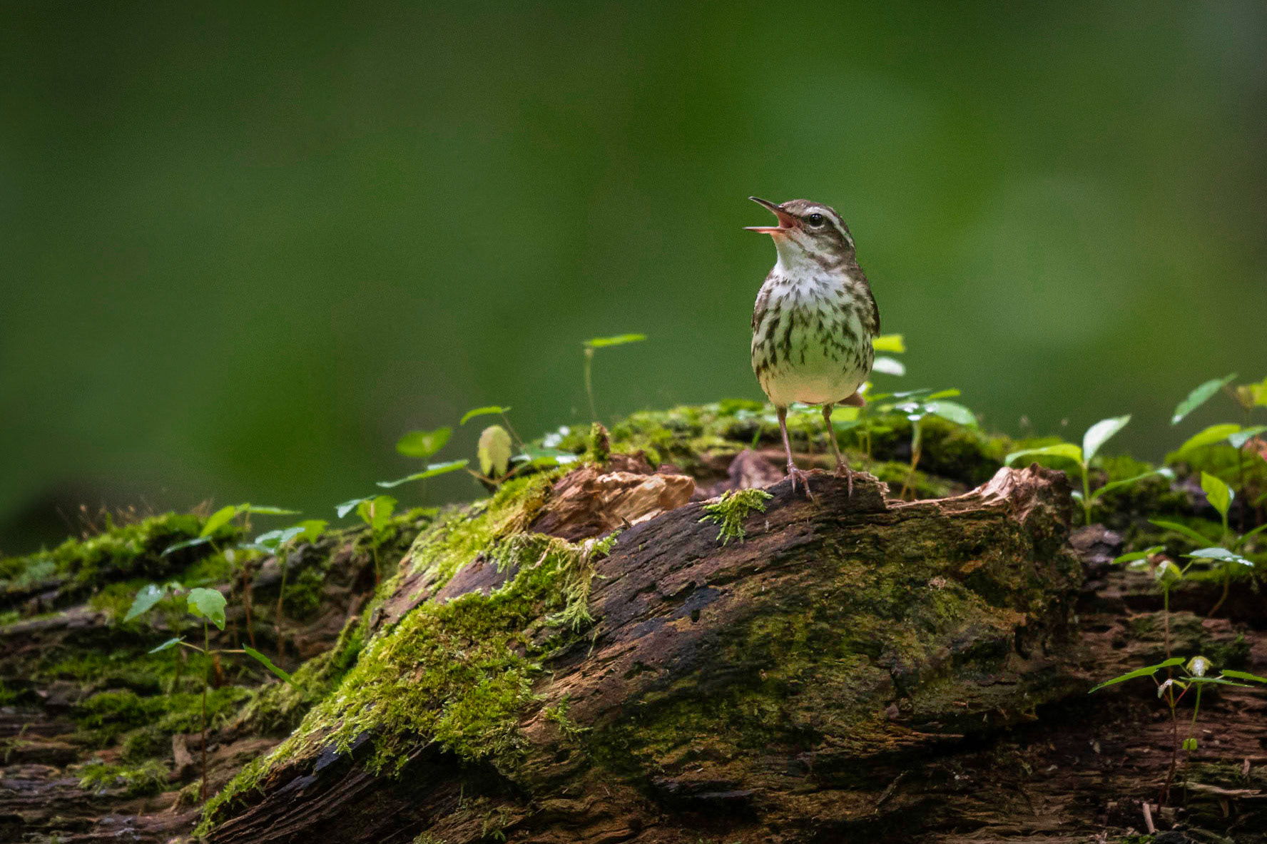 Louisiana Waterthrush