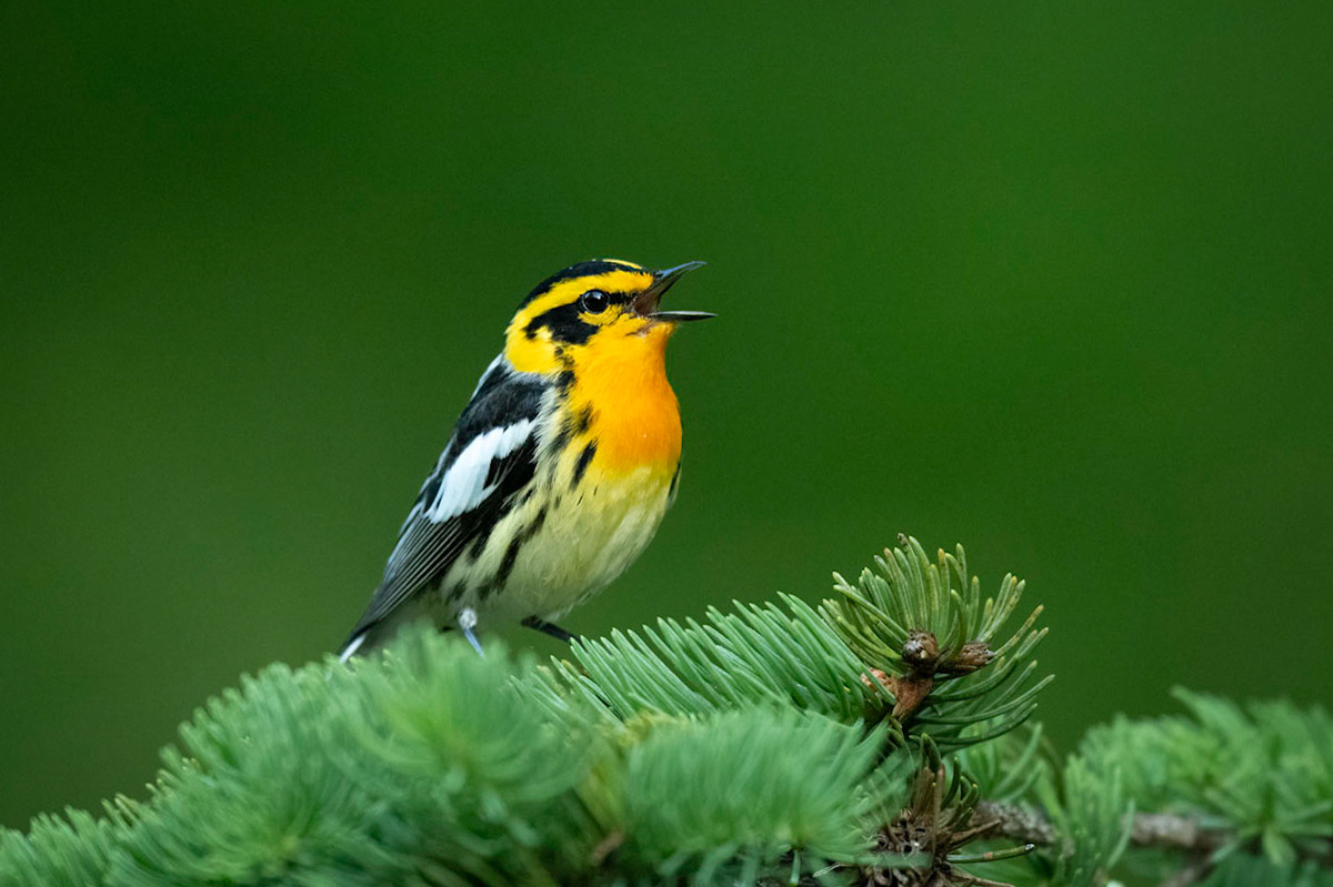 Blackburnian Warbler