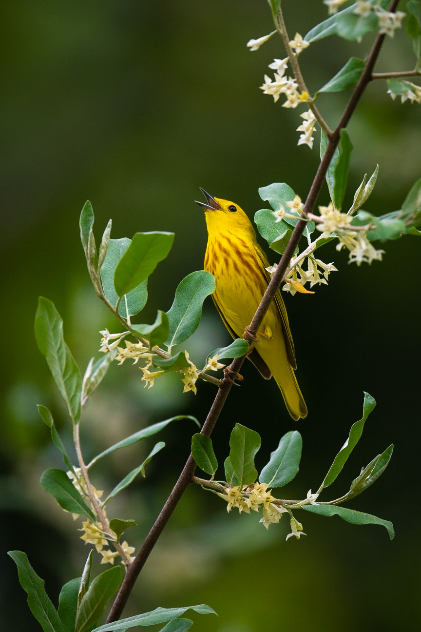 Yellow Warbler