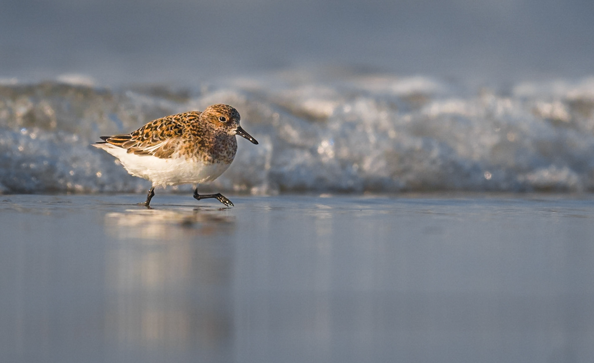 Sanderling