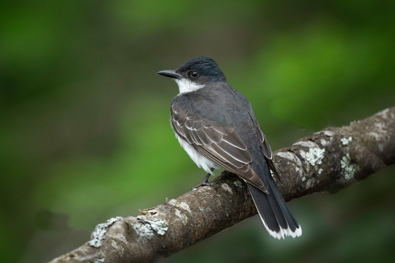 Eastern Kingbird