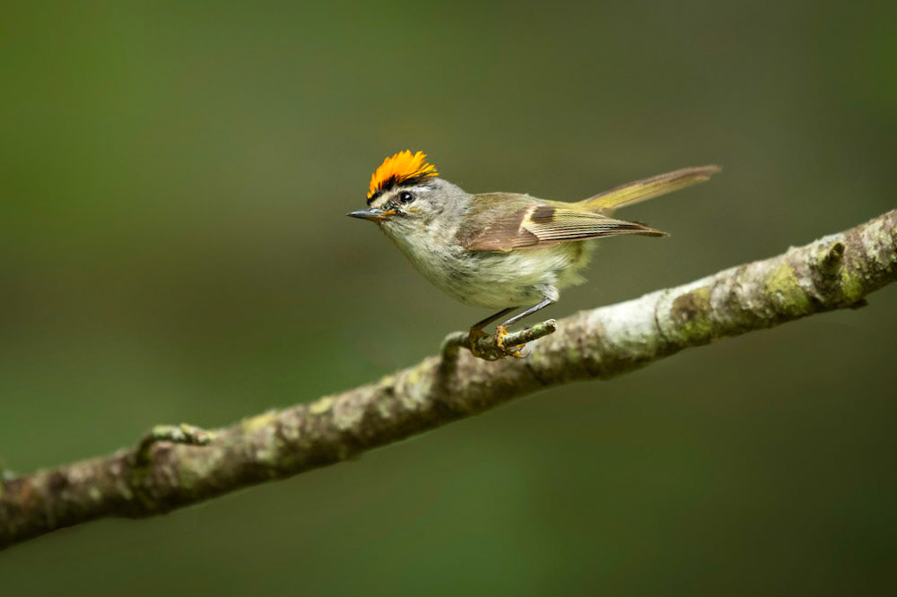 Ruby-crowned Kinglet