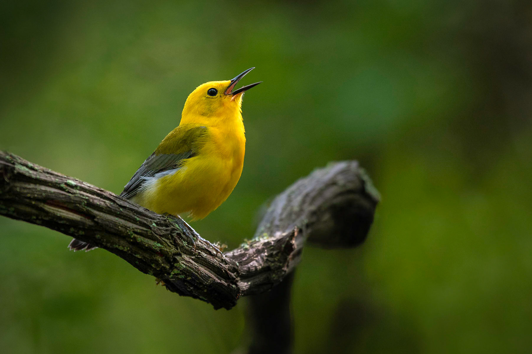Prothonotary Warbler