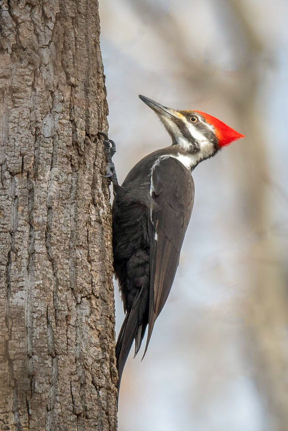 Piloeated Woodpecker