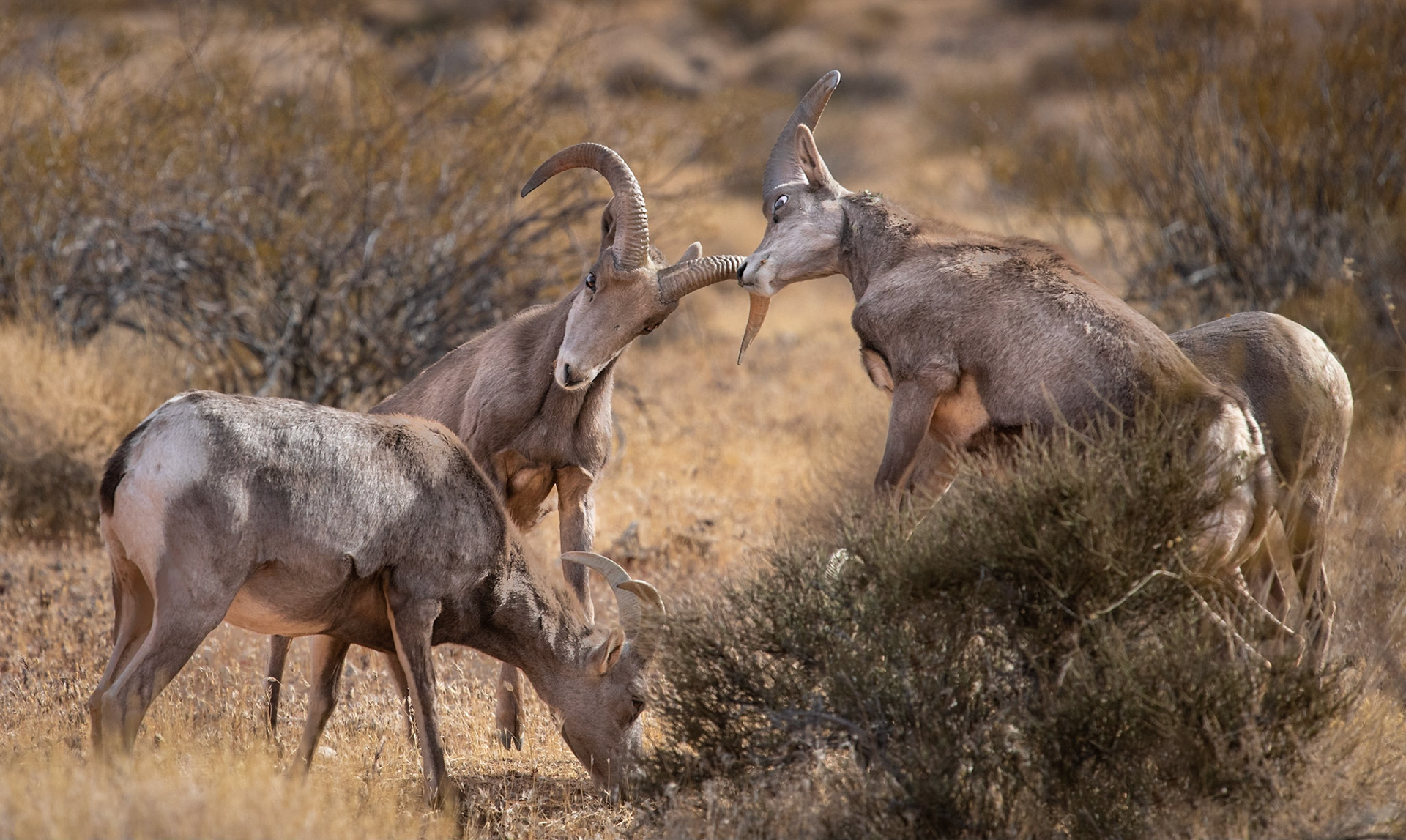 Desert Bighorn