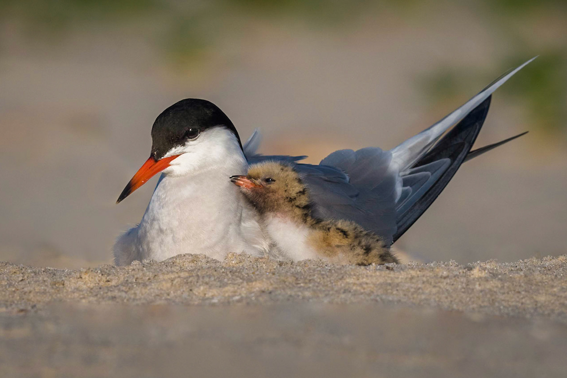 Common Tern with Chick
