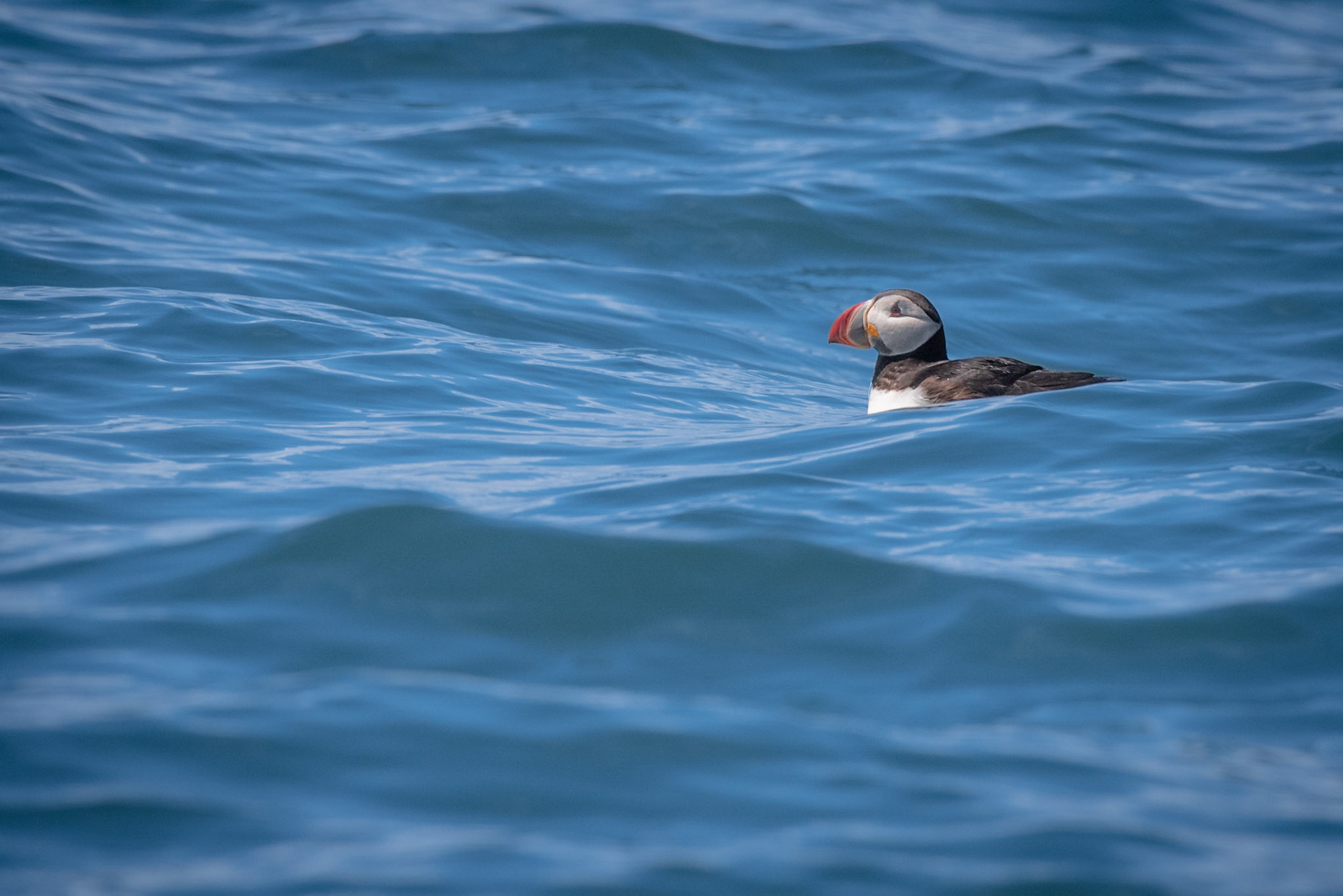 Atlantic Puffin