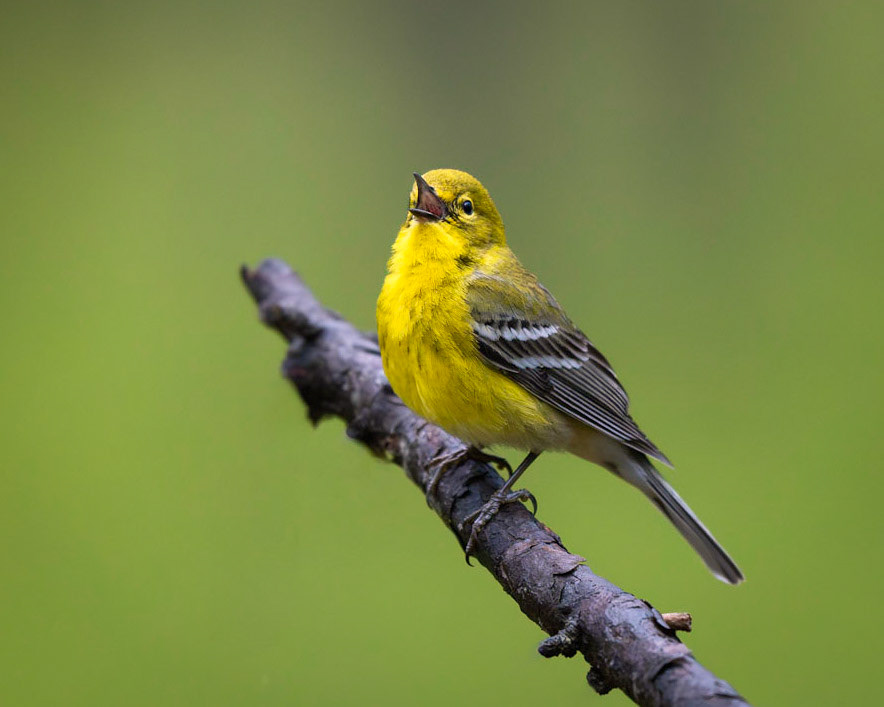 Pine Warbler