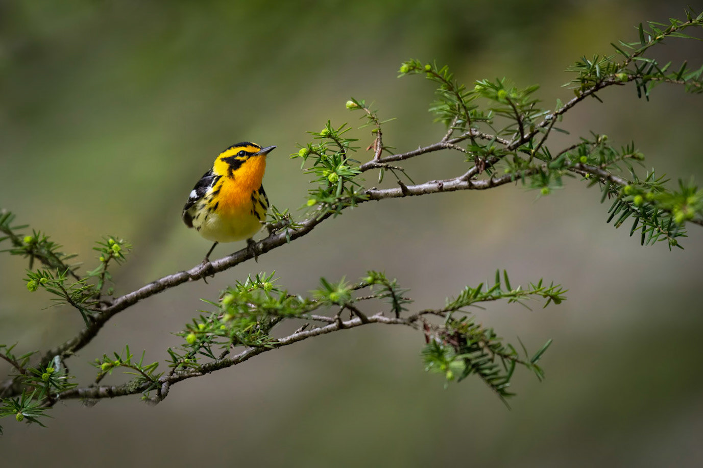 Blackburnian Warbler