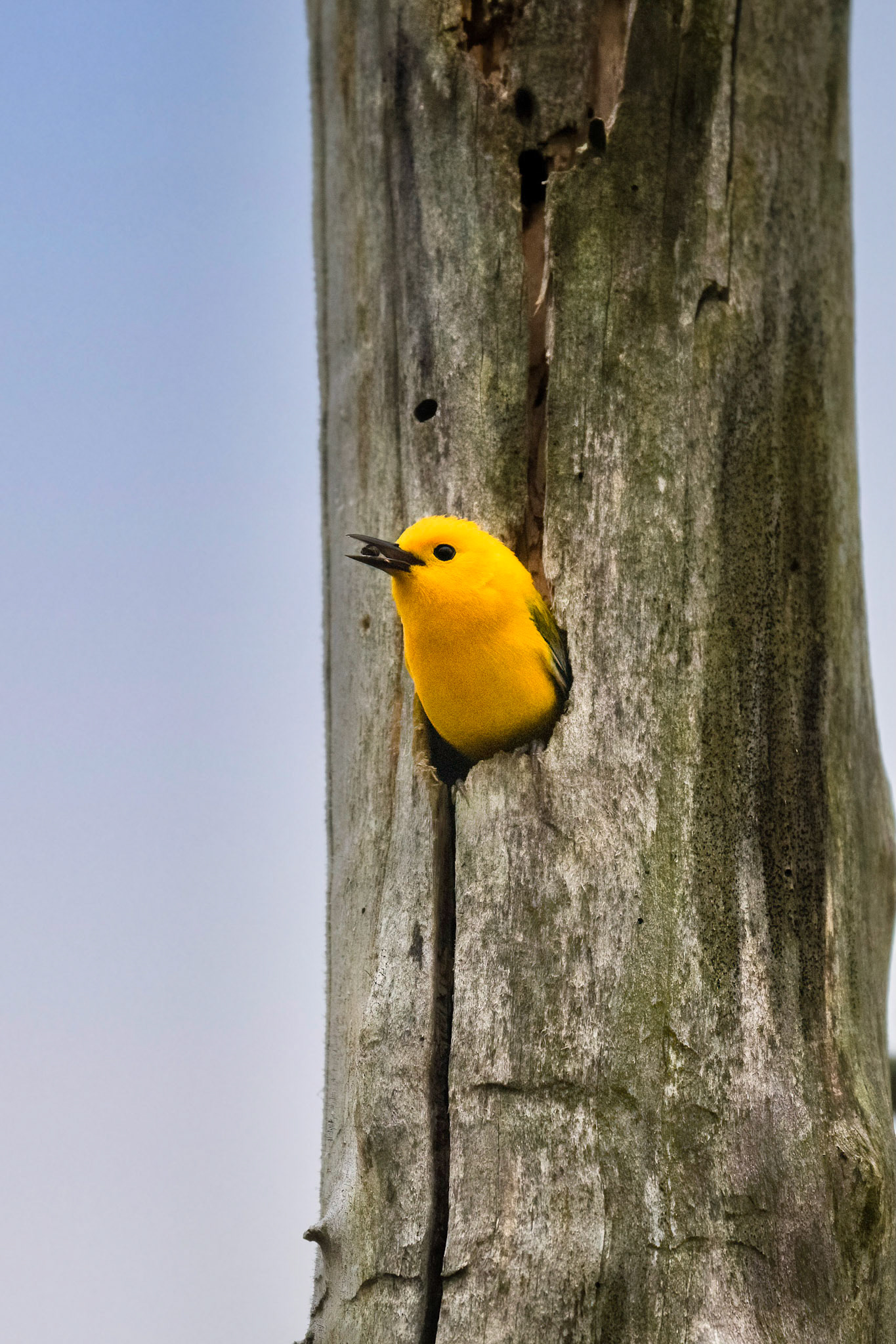 Prothonotary Warbler
