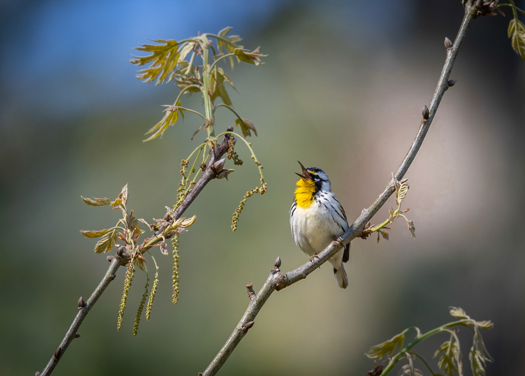Yellow-throated Warbler