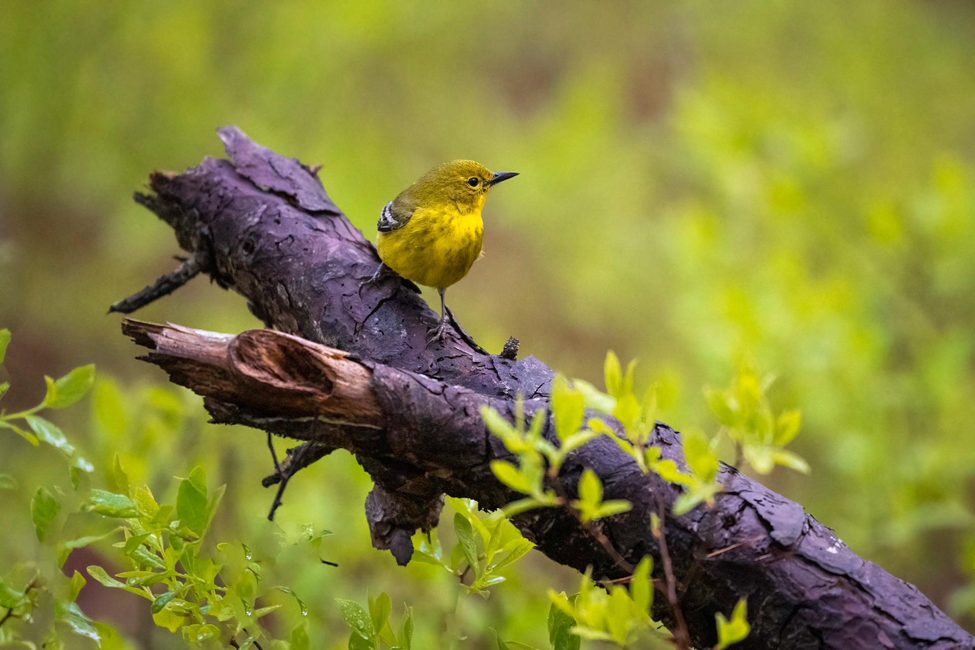 Pine Warbler