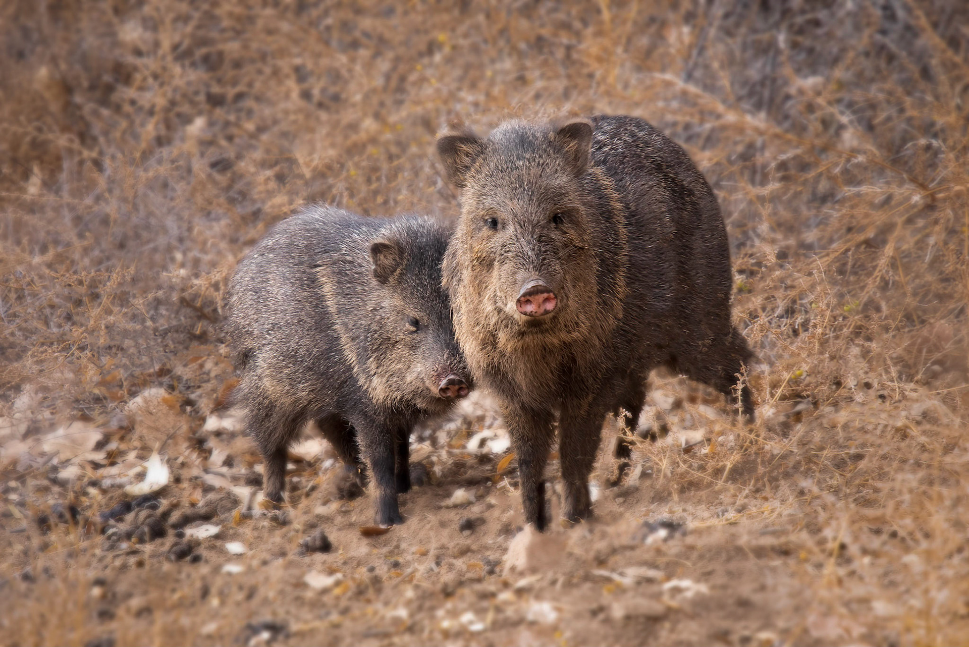 Javalina