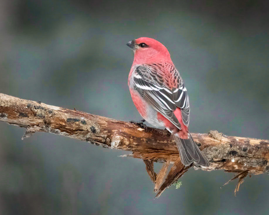 Pine Grosbeak