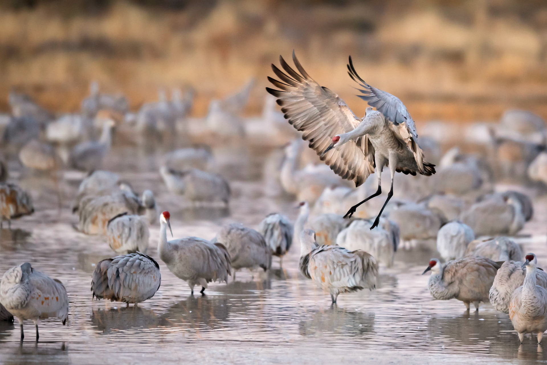 Sand Hill Cranes