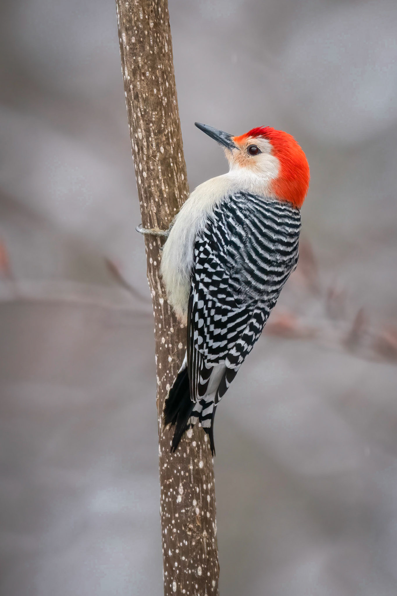 Red-bellied woodpecker
