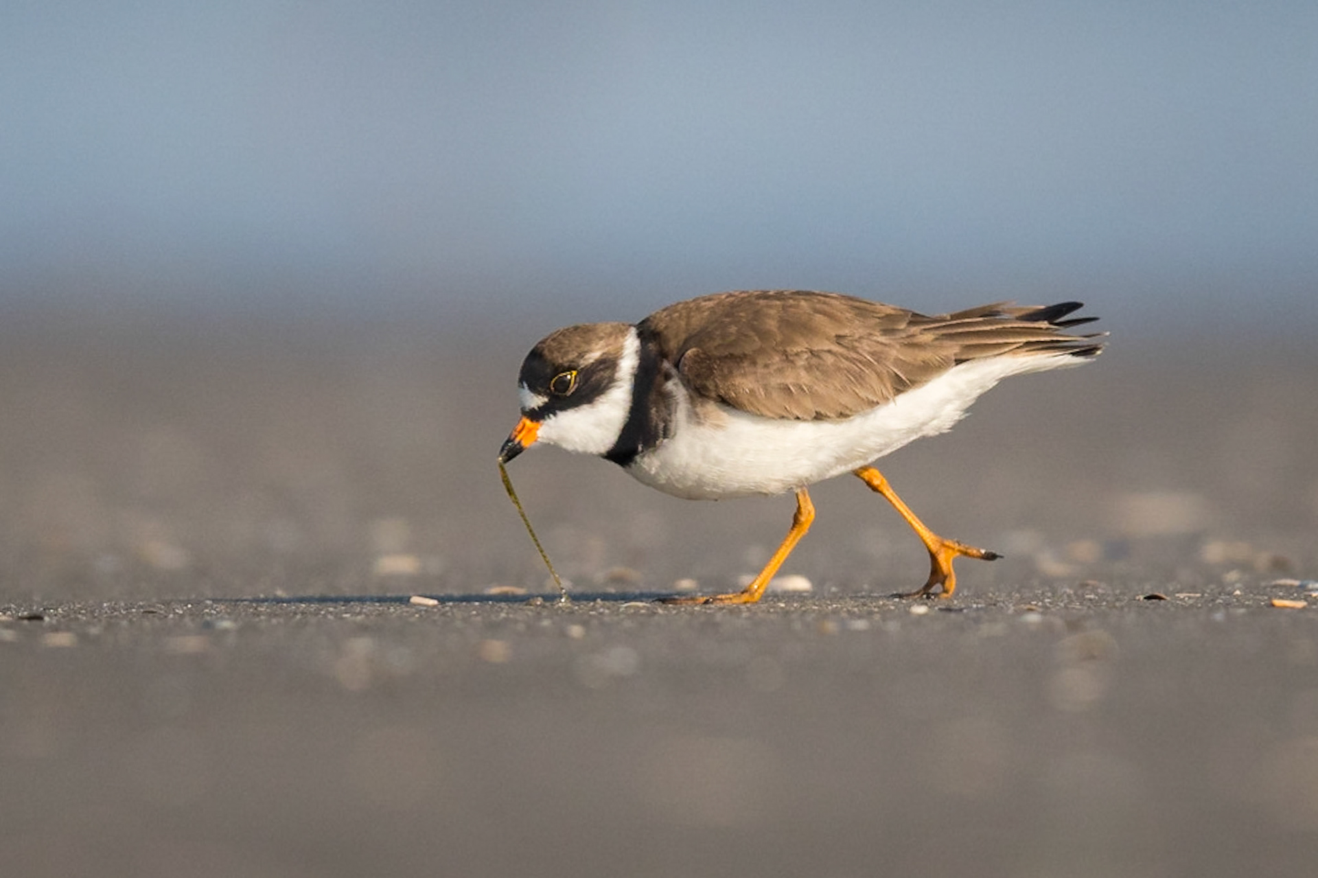 Semipalmated Plover