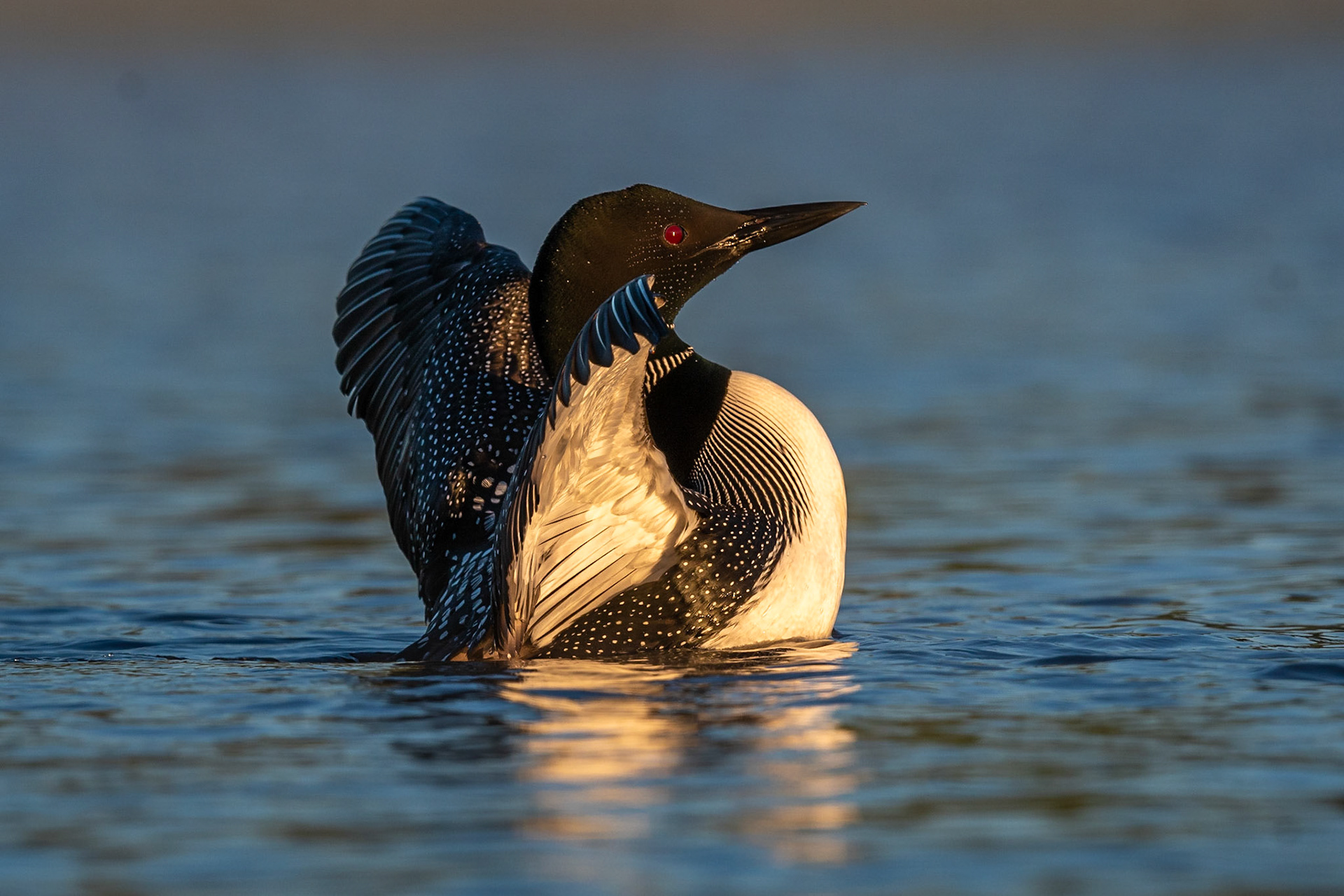 Common Loon