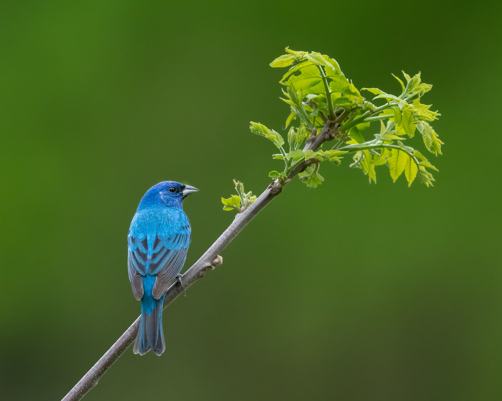 Indigo Bunting