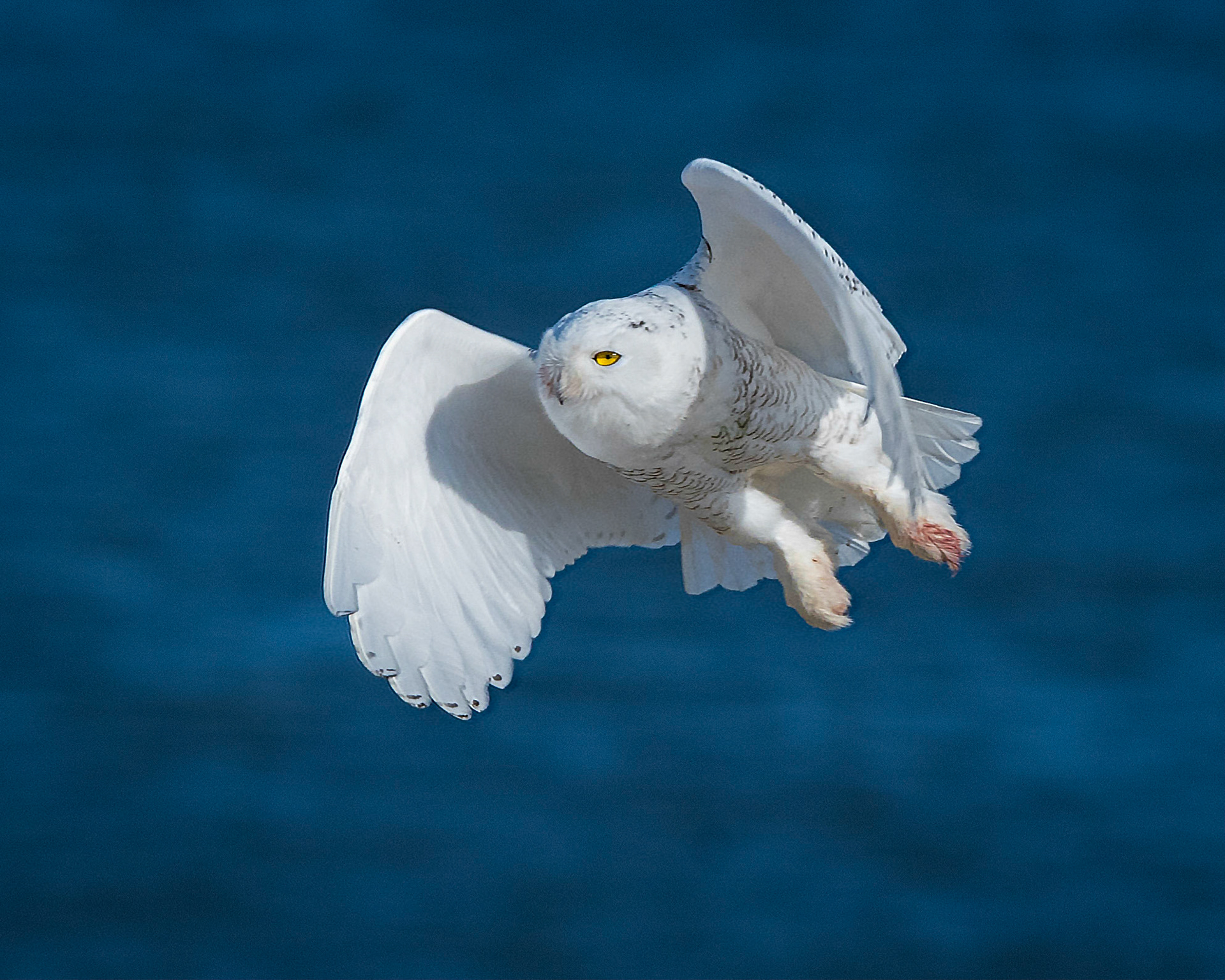 Snowy Owl