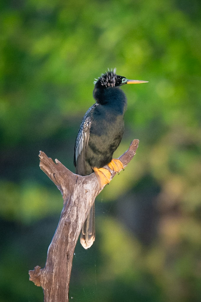 Anhinga