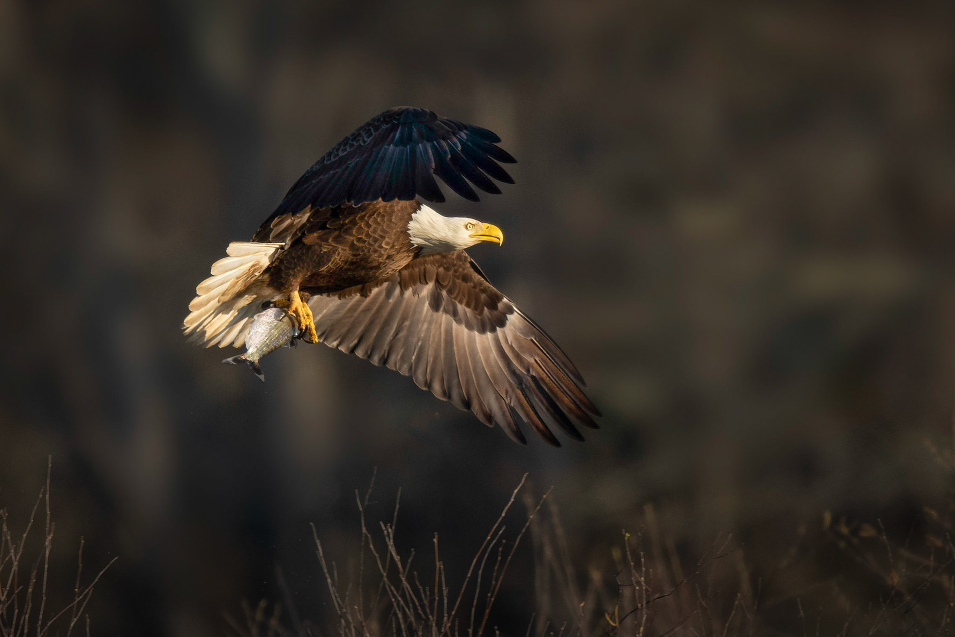 Bald Eagle