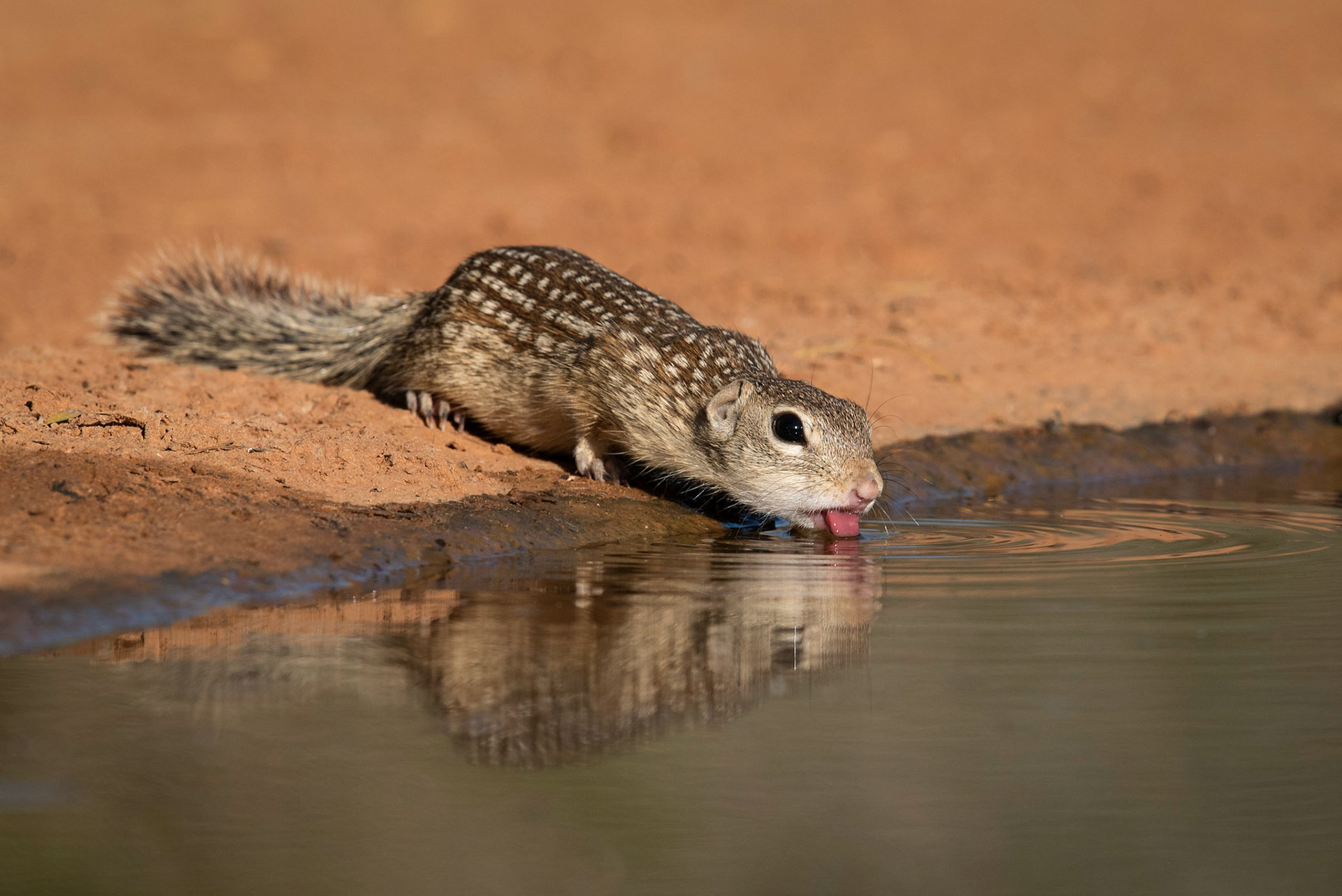 Mexican Ground Squirrel