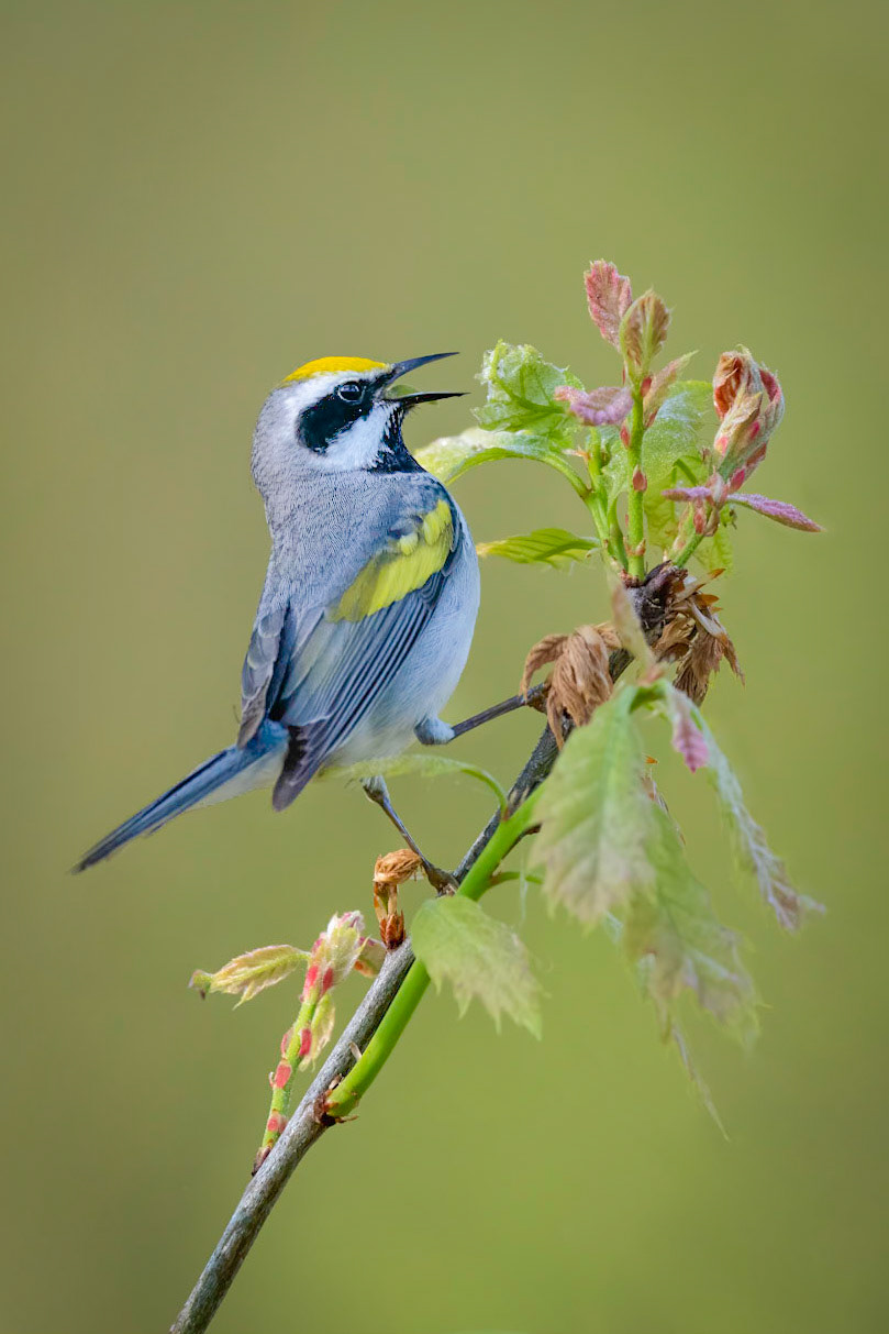 Golden-winged Warbler