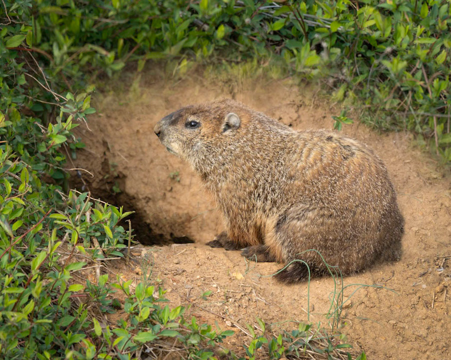 Groundhog